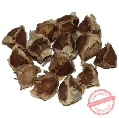 Moringa (Malunggay Seeds only x10)